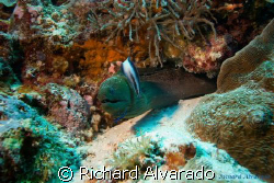 Morray eel taken in Palau. by Richard Alvarado 
